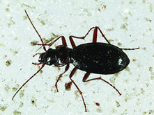 Nebria beetle