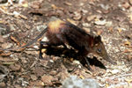 Rhynchocyon chrysopygus