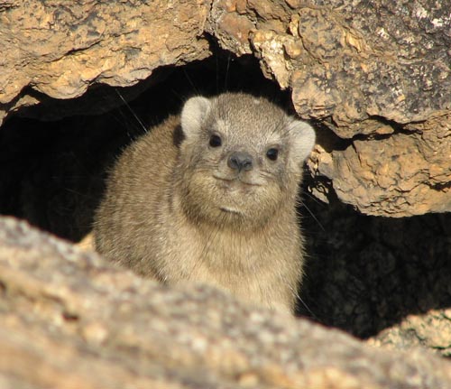 http://researcharchive.calacademy.org/research/bmammals/namibia/RockHyrax.jpg