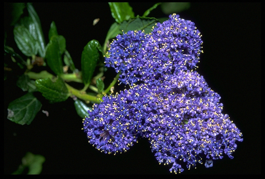 blue flowers names. but showy lue flowers are