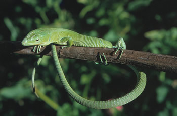 Green keel-bellied lizard, Gastropholis prasina