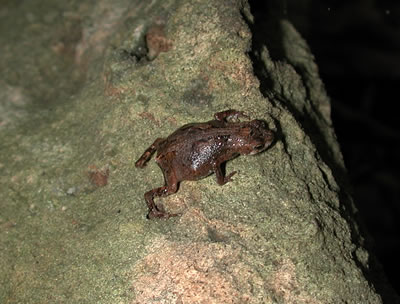 A gravid female dwarf toad in Jimba Caves, April 2002