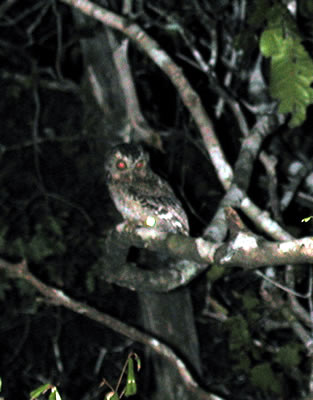 Sokoke scops-owl, Otis ireneae