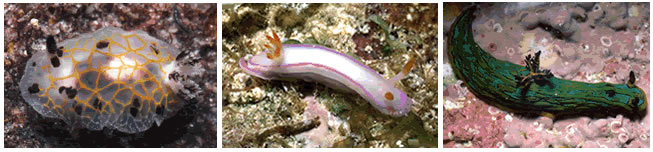 Dorid Nudibranchs