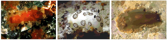 Dorid Nudibranchs