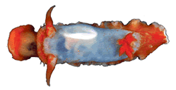 Gnathodoridoidea