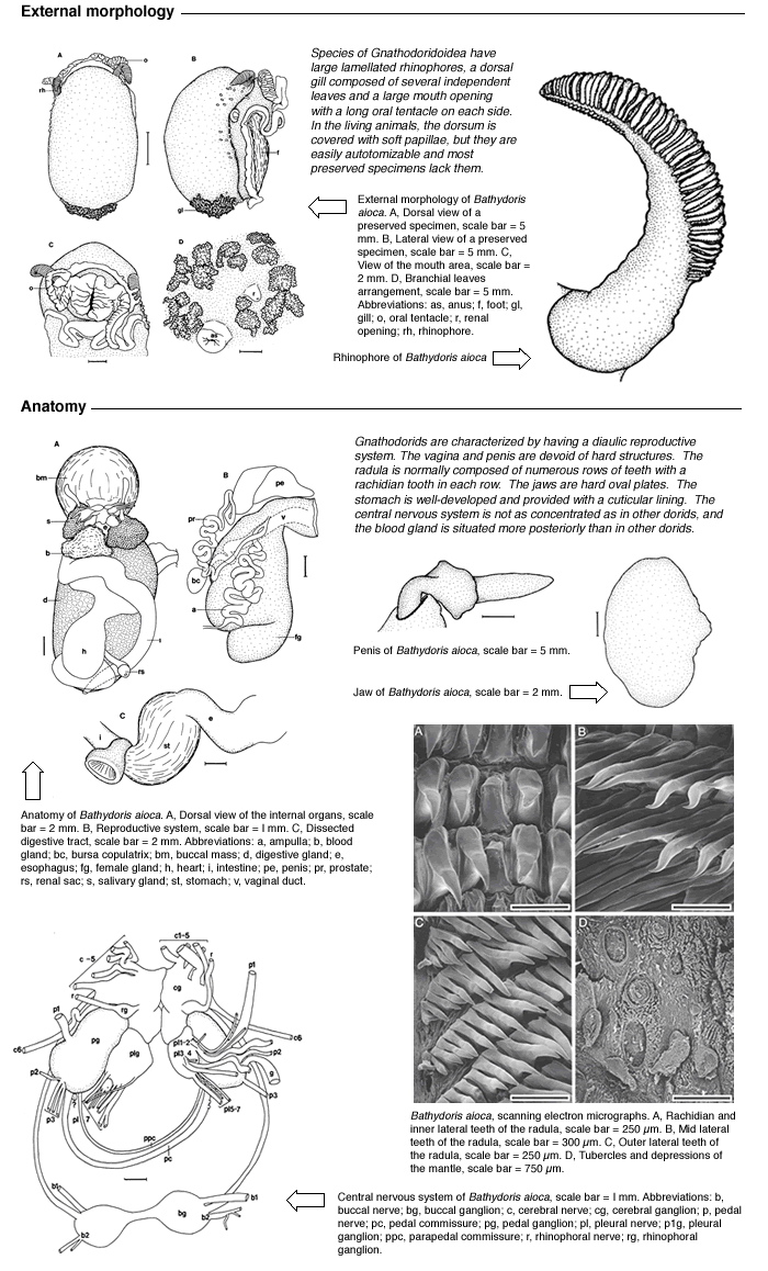 External Morpholgy and Anatomy of Gnathodoridoidea