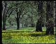 Meadow, Monterey County, California