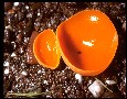 Orange Cup (Aleuria aurantia)