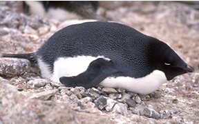 adelie penguin on rock nest