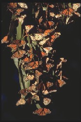 monarchs on eucalyptus