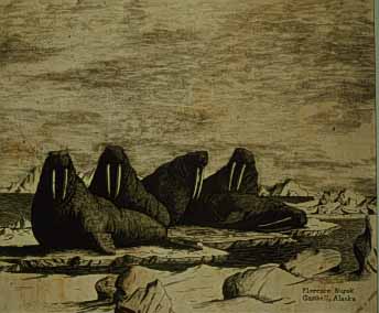 Walrus, CAS 0370-0993