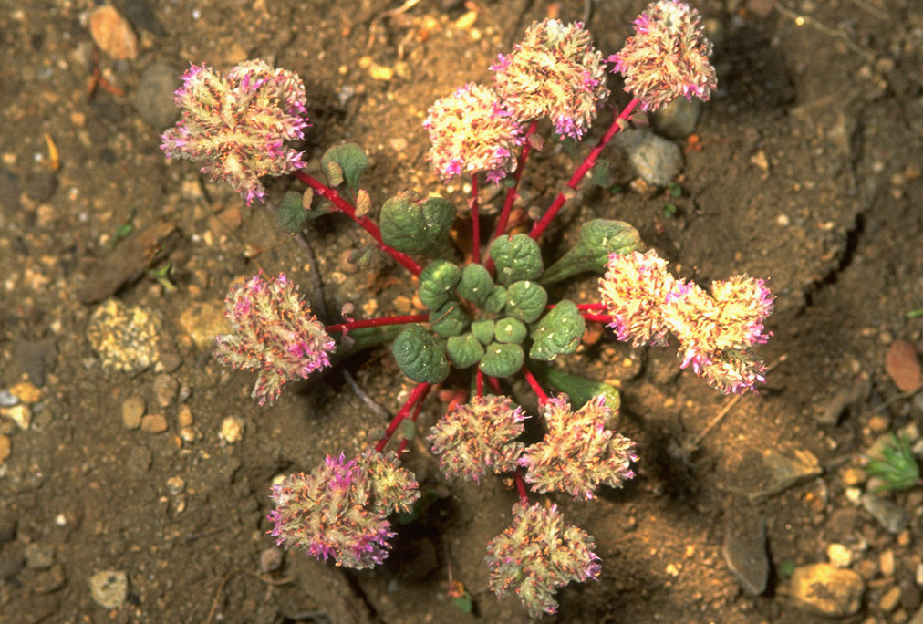 California Wildflowers California Wildflowers