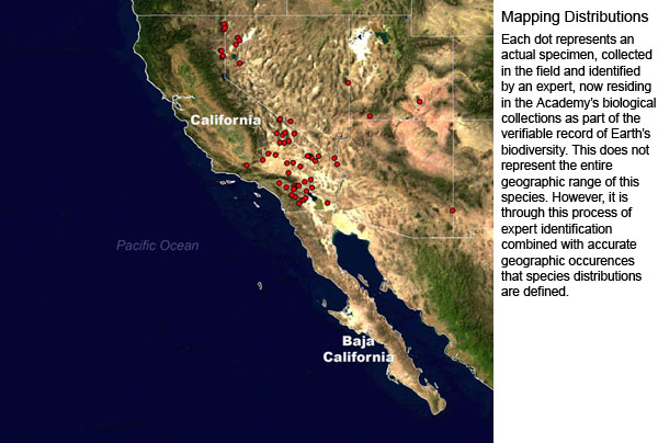 base map