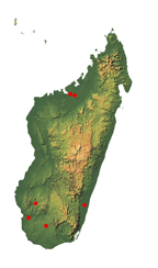 Fadrina nigra Distrib Map