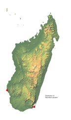 neuroleon_pauliani distribution