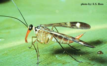 mecoptera extant checklist entomology