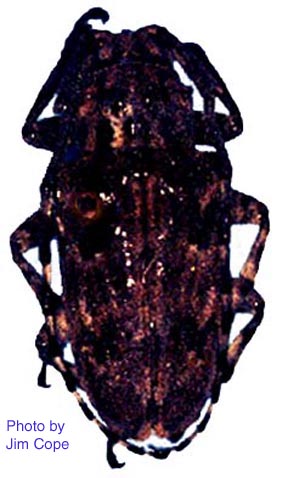 cliturata2.jpg (47483 bytes)