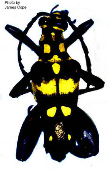 myrmeleon.jpg (211953 bytes)