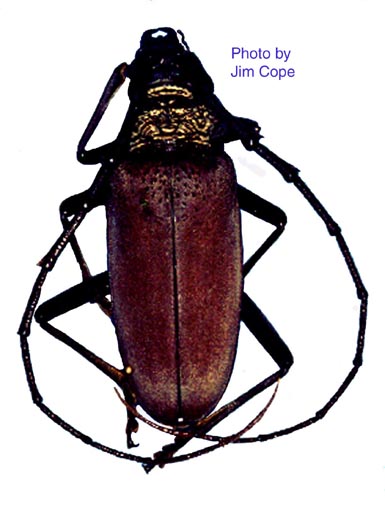 tmenalcas2.jpg (47483 bytes)