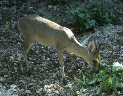 Forest duiker, Cephalophus grimmia