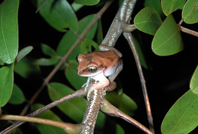 Glade treefrog, Leptopelis argenteus