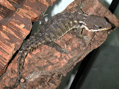 Tropical girdled lizard, Cordylus tropidosternum