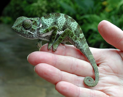 Flap-necked chameleon, Chamaeleo dilepis