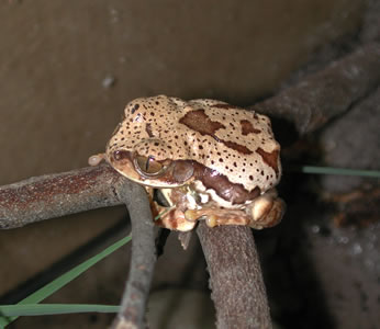 Female Ornate treefrog, Leptopelis flavomaculatus
