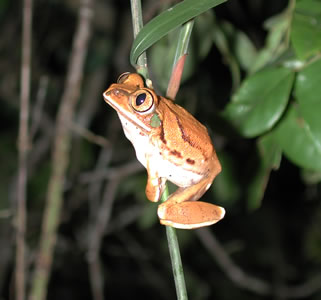 Male Ornate treefrog, Leptopelis flavomaculatus