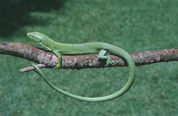 Green keel-bellied lizard, Gastropholis prasina