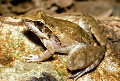 Anchieta's rocket frog, Ptychadena anchietae