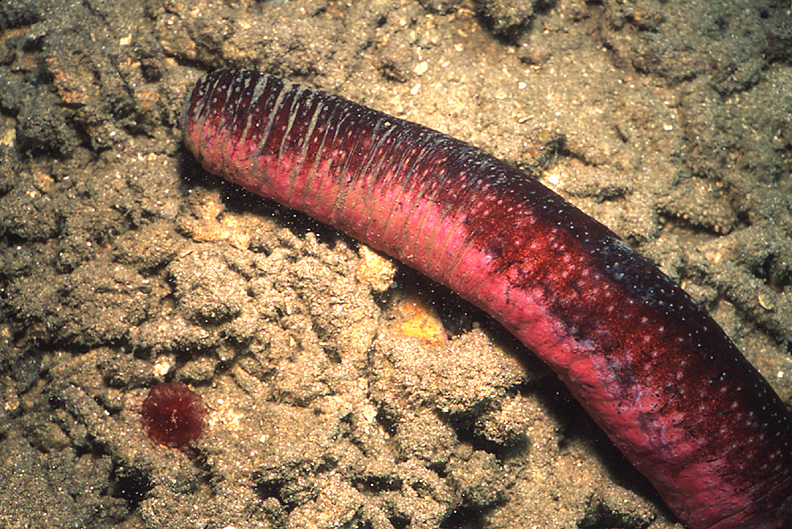 Морской червь фото азовское море