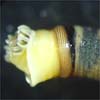 peanut worm