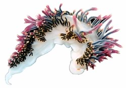 Aeolidacea