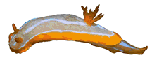 Cryptobranchia