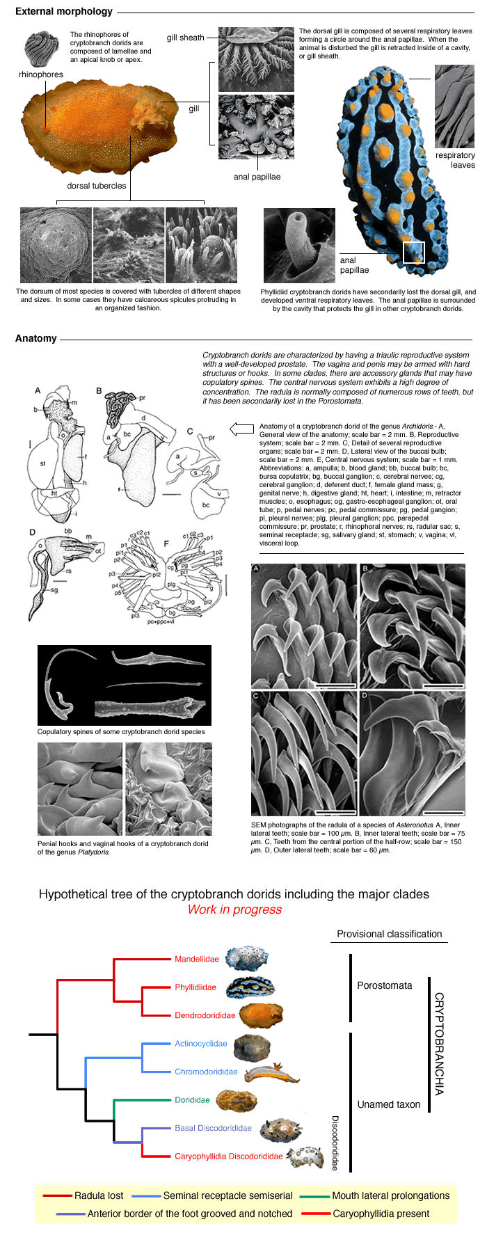 External Morpholgy and Anatomy of Cryptobranchia