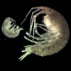 amphipod