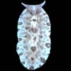 flatworm